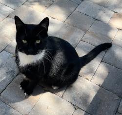 Lost Male Cat last seen Buckinghammock Trail / Vero Beach Country Club, Vero Beach, FL 32960