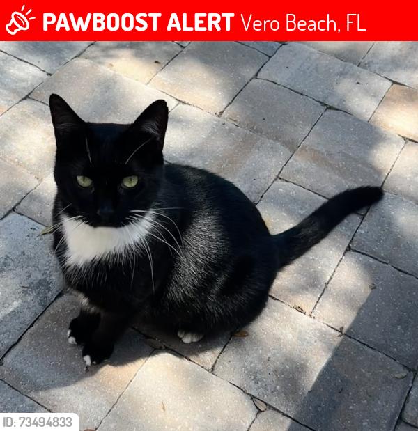 Lost Male Cat last seen Buckinghammock Trail / Vero Beach Country Club, Vero Beach, FL 32960