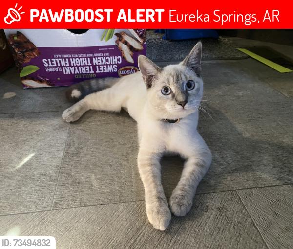 Lost Female Cat last seen Eureka springs ar, Eureka Springs, AR 72632