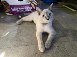 Lost Female Cat last seen Eureka springs ar, Eureka Springs, AR 72632