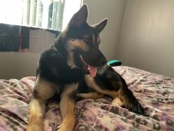 Found/Stray Male Dog last seen Glendale, Glendale, AZ 85301