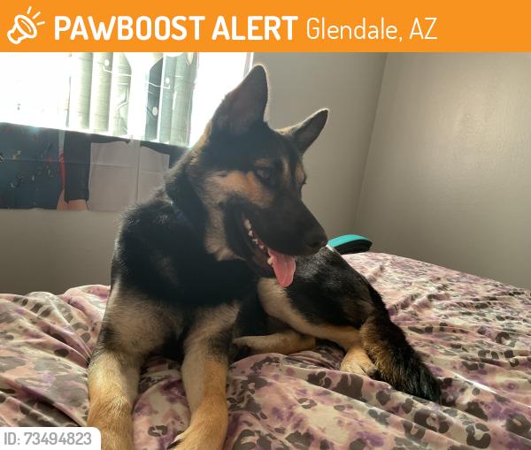 Found/Stray Male Dog last seen Glendale, Glendale, AZ 85301