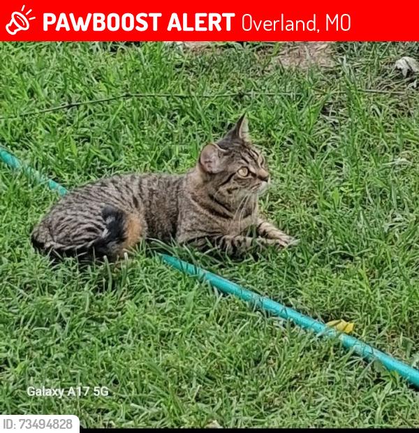 Lost Female Cat last seen Near Ridge Ave. 63114, Overland, MO 63114