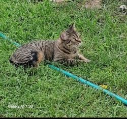 Lost Female Cat last seen Near Ridge Ave. 63114, Overland, MO 63114