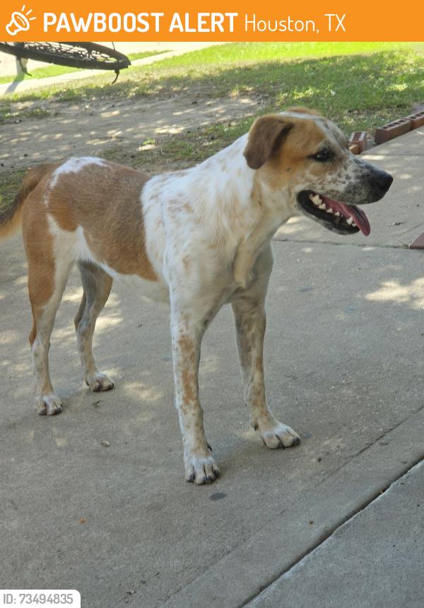 Found/Stray Female Dog last seen Cerca de la escuela lewis Elementary, Houston, TX 77067