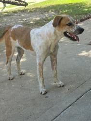 Found/Stray Female Dog last seen Cerca de la escuela lewis Elementary, Houston, TX 77067