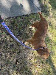 Reunited Female Dog last seen Jo Ann Ln and Vickery Dr, Sugar Land, TX 77498