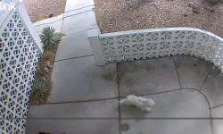 Reunited Unknown Dog last seen Chikasaw and Cayuga, Las Vegas, NV 89169