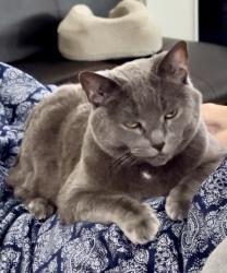 Reunited Female Cat last seen Reedy Springs Lane, Greenville, SC 29605