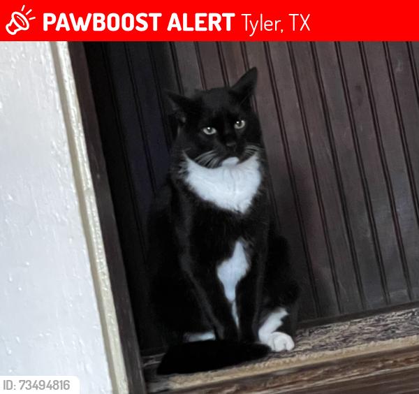 Lost Male Cat last seen East Charnwood Street, Tyler, Tx, Usa, Tyler, TX 75701