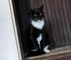 Lost Male Cat last seen East Charnwood Street, Tyler, Tx, Usa, Tyler, TX 75701
