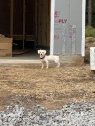 Reunited Unknown Dog last seen In home under construction at the end of Orwell drive in Avery ridge neighborhood, Gainesville, GA 30507