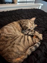 Lost Male Cat last seen Colchester, Great Bentley, England 