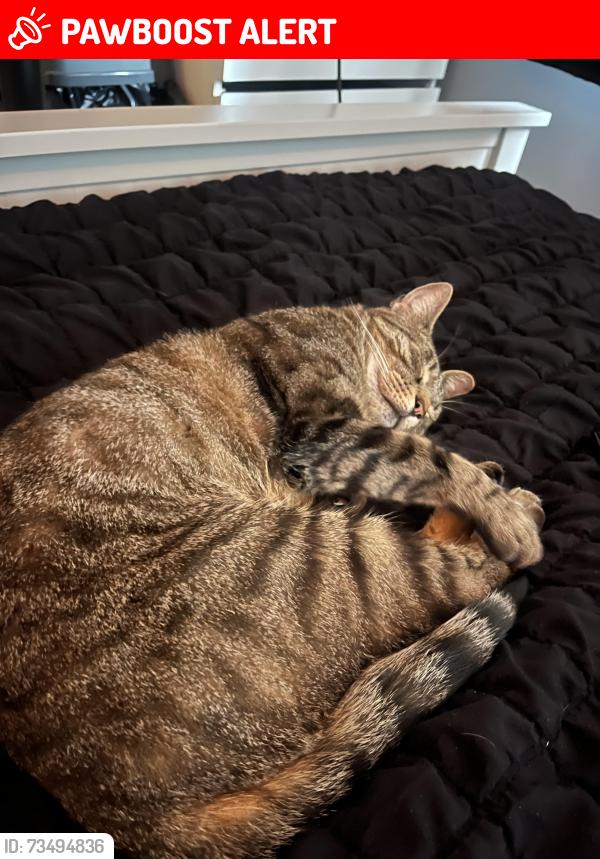Lost Male Cat last seen Colchester, Great Bentley, England 
