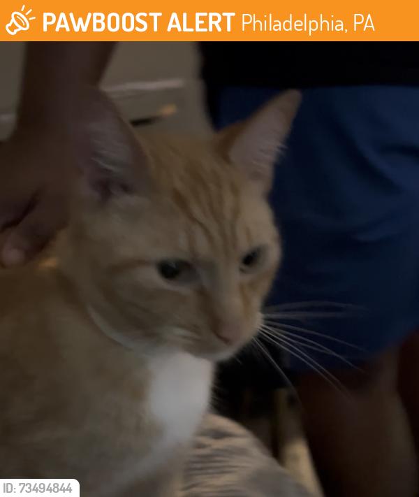 Found/Stray Male Cat last seen Around temple Area, N 17th St, Philadelphia, PA 19102