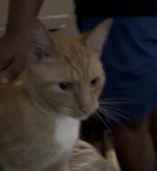 Found/Stray Male Cat last seen Around temple Area, N 17th St, Philadelphia, PA 19102