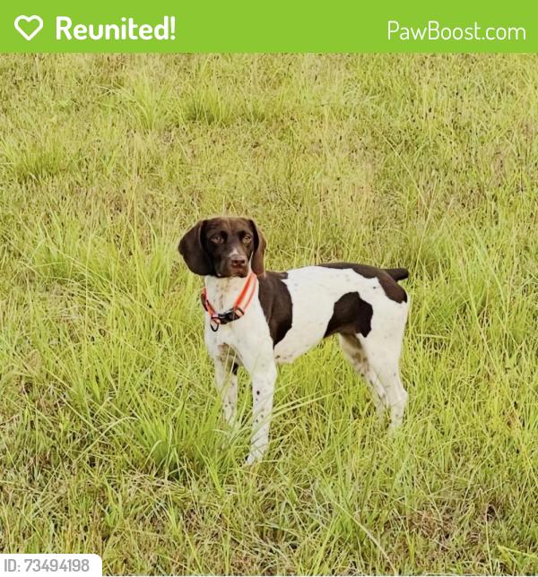 Reunited Female Dog last seen Midway Rd, Belton, SC 29627