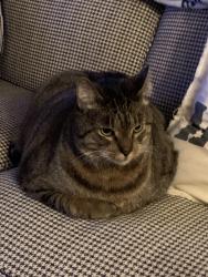 Lost Male Cat last seen Great Marsh & Richardson, Barnstable, MA 02632