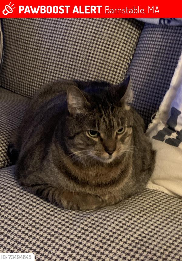 Lost Male Cat last seen Great Marsh & Richardson, Barnstable, MA 02632