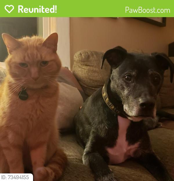Reunited Male Cat last seen MLK, Asheville, NC 28801