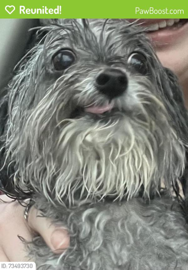 Reunited Unknown Dog last seen Morrisville Parkway & Double Eagle Ct, Morrisville, NC 27560