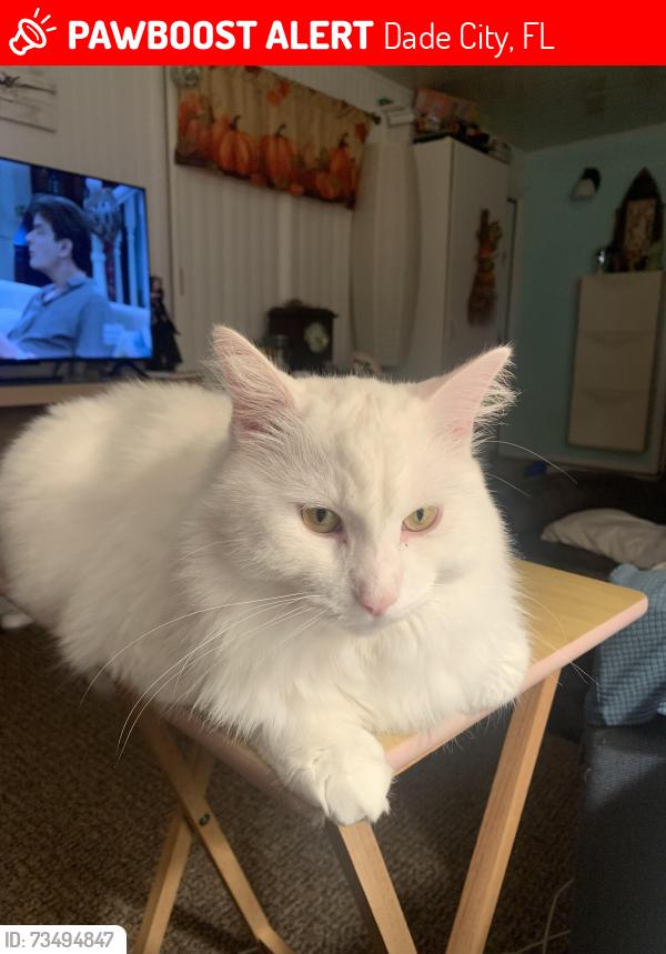 Lost Male Cat last seen Near US Hwy 98, Dade City, FL 33525