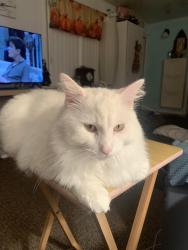 Lost Male Cat last seen Near US Hwy 98, Dade City, FL 33525