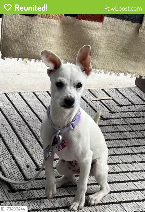 Reunited Female Dog last seen Near Industrial Blvd, Chula Vista, CA 91911, USA, Chula Vista, CA 91911
