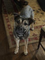 Found/Stray Male Dog last seen Woolen store rd Reidsville, Rockingham County, NC 27320