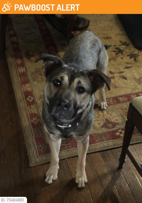 Found/Stray Male Dog last seen Woolen store rd Reidsville, Rockingham County, NC 27320
