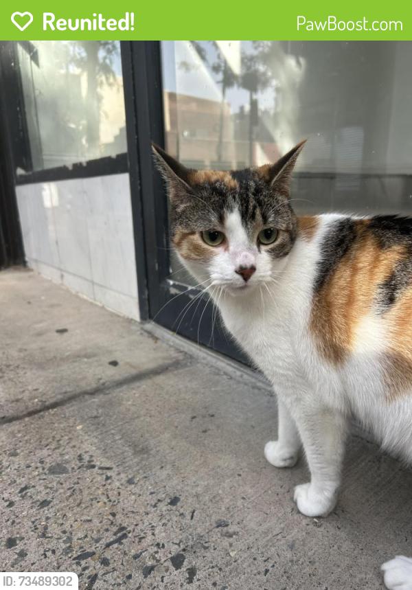 Reunited Unknown Cat last seen South and 7th St, Philadelphia, PA 19147