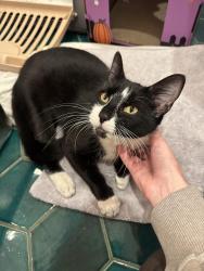 Found/Stray Female Cat last seen Lafayette Ave, Dekalb Ave, Brooklyn, NY 11205