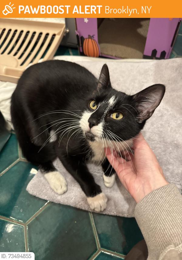 Found/Stray Female Cat last seen Lafayette Ave, Dekalb Ave, Brooklyn, NY 11205