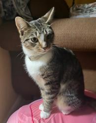 Reunited Female Cat last seen Near Terrace Ave, West Haven, CT 06516, USA, West Haven, CT 06516