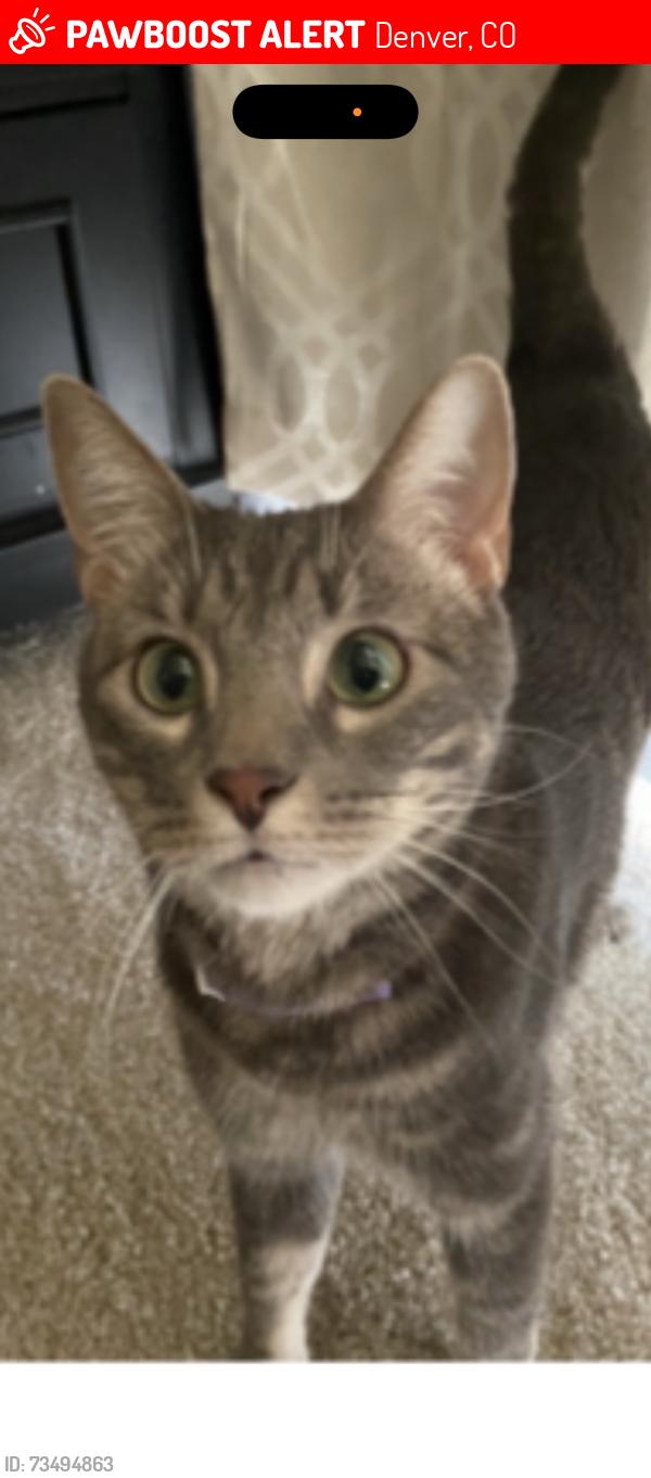 Lost Male Cat last seen Ulster, Denver, CO 80237