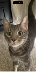 Lost Male Cat last seen Ulster, Denver, CO 80237