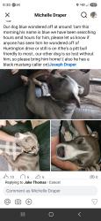 Lost Male Dog last seen Bedford, Bedford, VA 24523