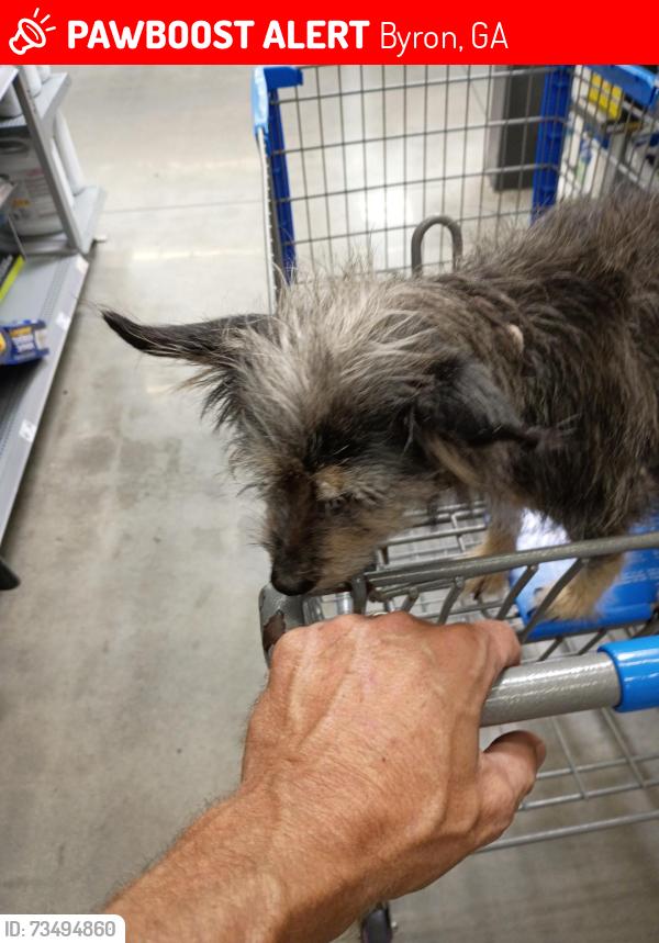 Lost Female Dog last seen Byron, Byron, GA 31008