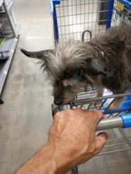 Lost Female Dog last seen Byron, Byron, GA 31008