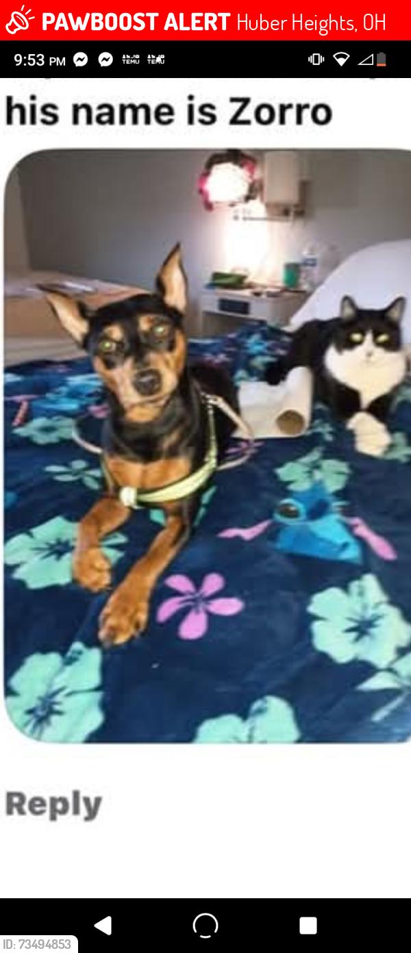 Lost Male Cat last seen Old Troy Pike & Troy villa rd- buy Troy Villa apmts, Huber Heights, OH 45424