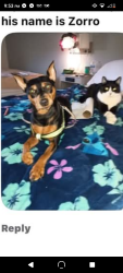 Lost Male Cat last seen Old Troy Pike & Troy villa rd- buy Troy Villa apmts, Huber Heights, OH 45424