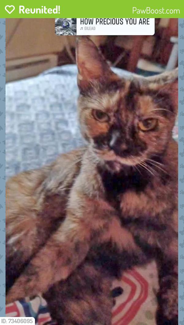 Reunited Female Cat last seen 11th Ave, 10th St, Huntington WV, Huntington, WV 25701