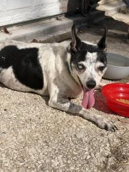 Found/Stray Male Dog last seen Central Ave & Mill St, Kansas City, KS 66105