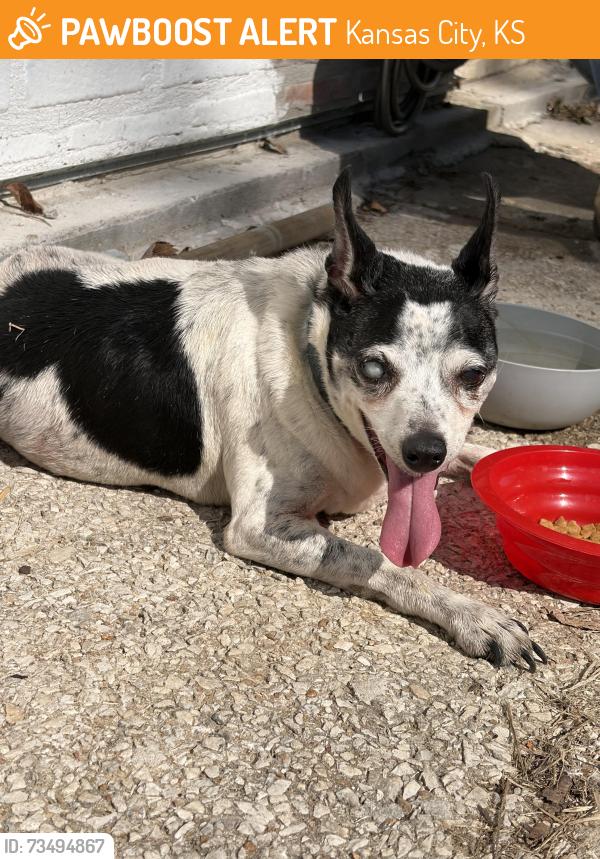 Found/Stray Male Dog last seen Central Ave & Mill St, Kansas City, KS 66105