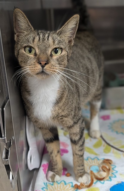 Shelter Stray Female Cat last seen Near BLOCK NE 1 AV, POMPANO BEACH, FL 33064, 2400 SW 42nd St, Fort Lauderdale, FL 33312, USA