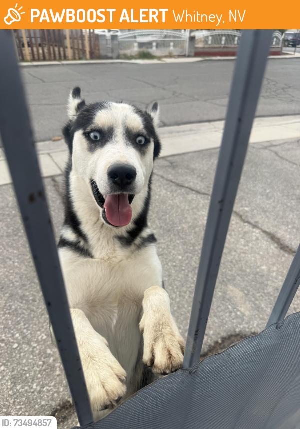 Found/Stray Male Dog last seen Tropicana and Missouri ave, Whitney, NV 89122