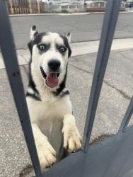 Found/Stray Male Dog last seen Tropicana and Missouri ave, Whitney, NV 89122