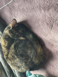 Lost Female Cat last seen Fountain street, New Haven, CT 06515