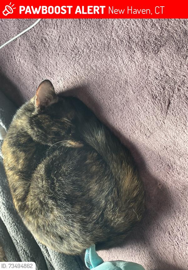 Lost Female Cat last seen Fountain street, New Haven, CT 06515