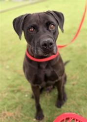 Shelter Stray Male Dog last seen E ST AND ACACIA WAY, 333 Chandler Pl, San Bernardino, CA 92408, USA